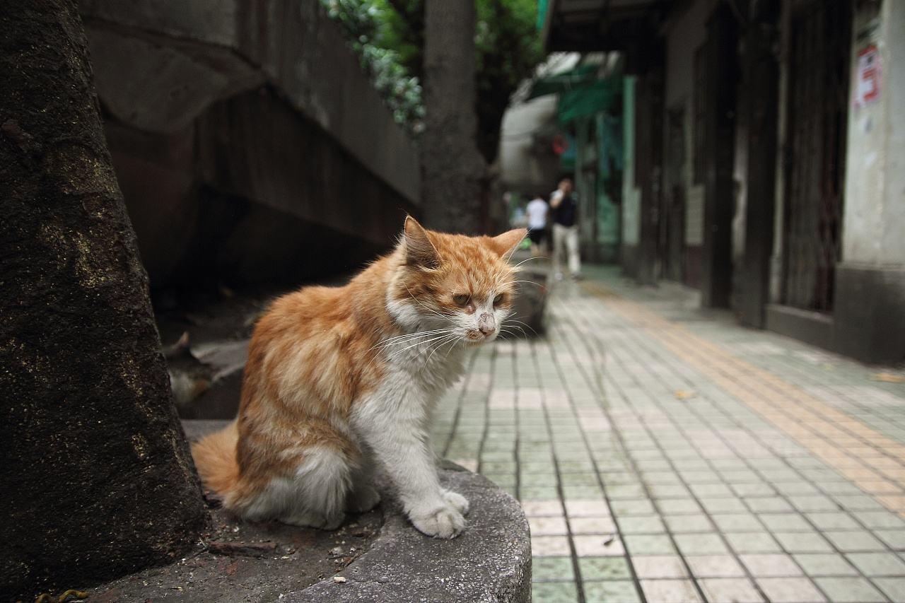 母爱伟大, 流浪狗猫竟收养没妈的流浪猫, 每天保护它们安全!