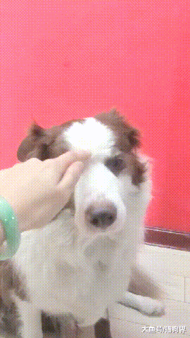 主人: 带上这个皮筋, 你还有啥想说的吗? 边牧: 哇塞, 我天眼开了