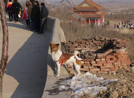 主人生病卧床不起, 忠心土狗竟为主人爬山去寺庙求佛, 保佑主人!