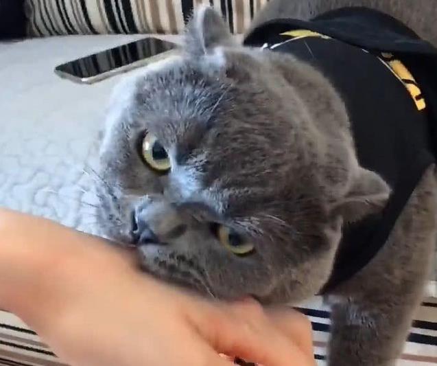 主人准备蒸米饭, 临时有事出门, 回来一看锅里多了只猫, 瞬间笑抽