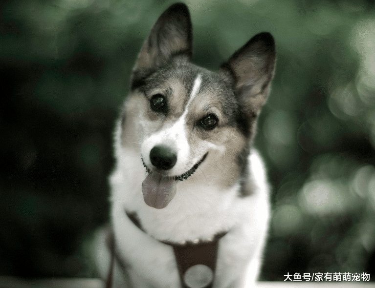 养狗狗的人想让狗狗更爱你, 常对它做这5件事, 狗狗也会更听你话!