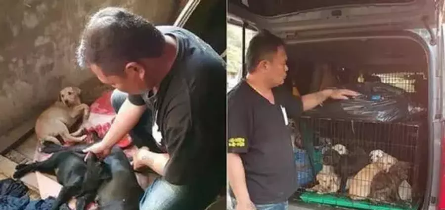 母狗在桥下生下7只狗崽, 救助员赶到桥下救时, 见到这一幕泪奔