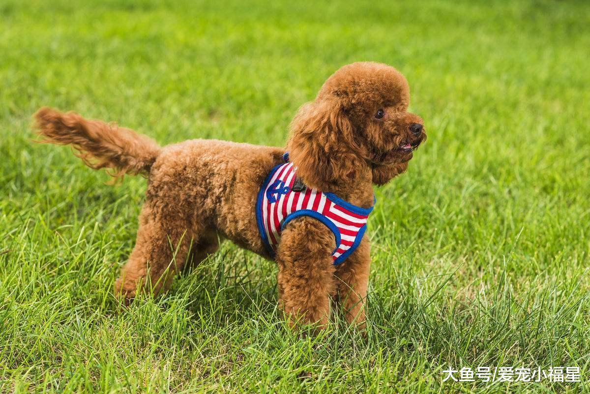5种适合土豪养的狗狗, 哈士奇在内, 最后一种太凶悍!
