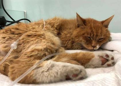 主人离世后猫咪被好心人收养, 却一直抱着主人遗物不撒手, 好心疼