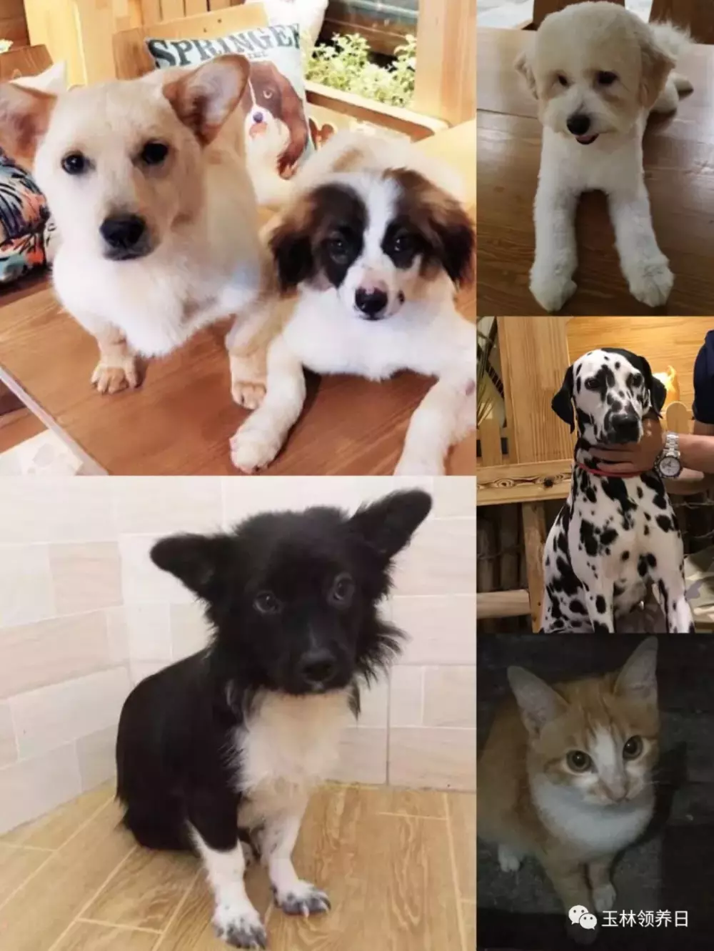 “玉林领养日”刷爆朋友圈……终于在黑暗中看到了一点光明!