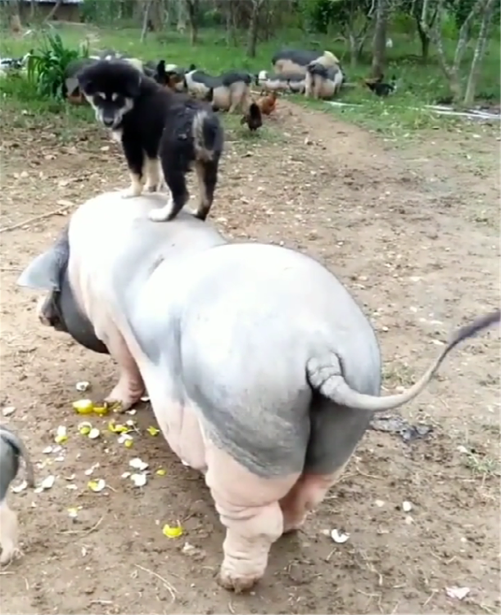 四眼狗帮主人放猪, 站在肥猪身上镇定自若, 狗: 放猪我在行……