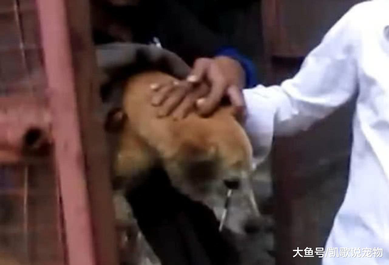无良人将杆子插入狗狗眼睛, 路人怒骂带去就医, 幸亏保住眼睛