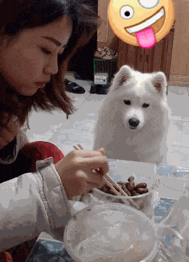 萨摩盯着主人吃东西, 歪头的样子惹笑众人, 汪: 你确定不给我吃吗