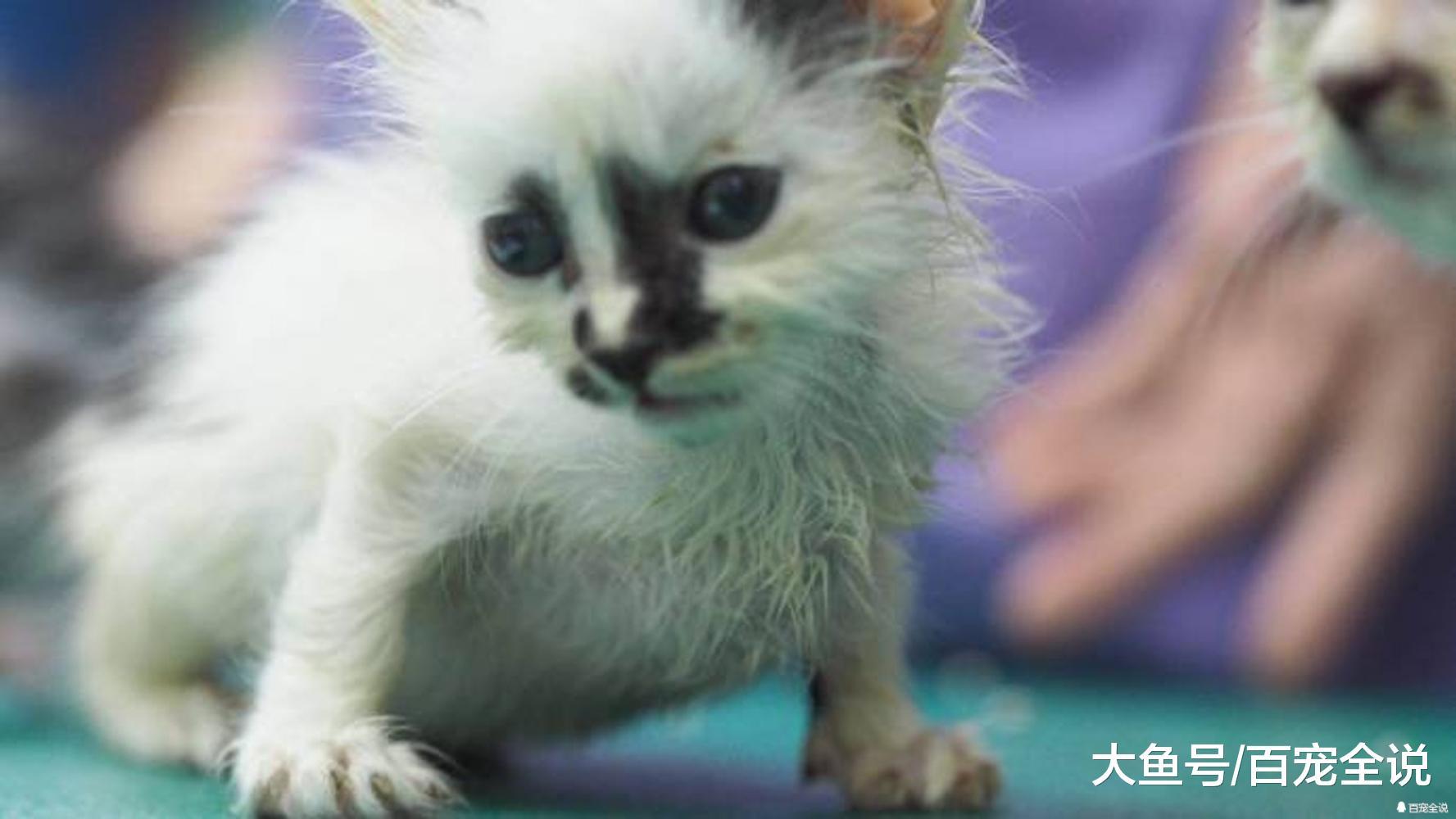 亲人性格好的小猫却因为长得丑没人要! 如果换做是你会领养它吗?
