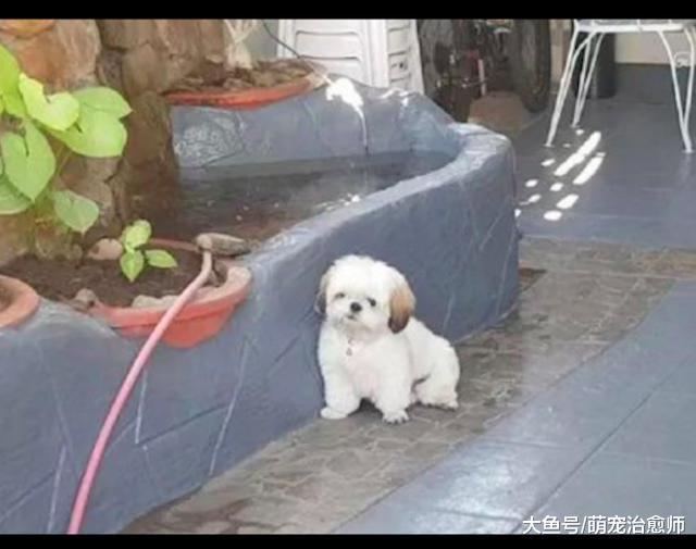 铁门上写着“小心恶犬”, 门口却是只小狗, 看到人还躲得远远的!