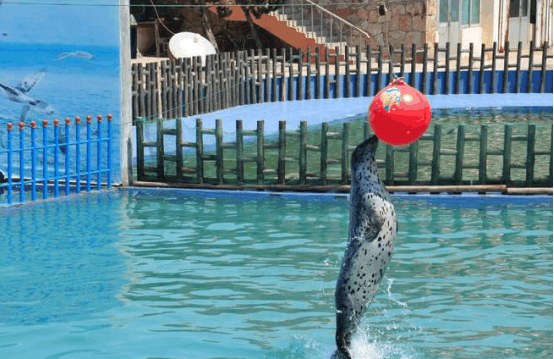 海豹也是熊孩子? 调皮将饲养员推下水, 求饲养员的心理阴影面积