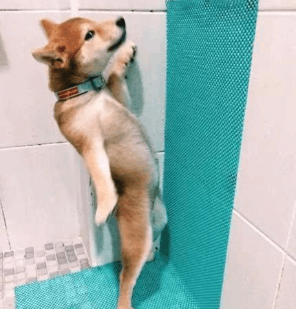 柴犬目睹主人上厕所, 非要跟着学, 它的“尿姿”让全家人都笑喷了