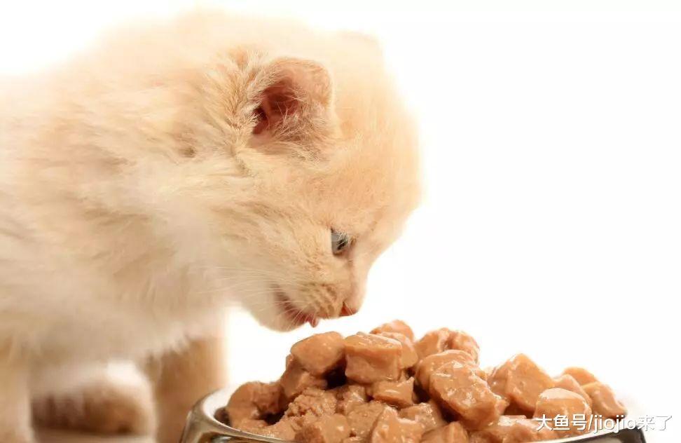 猫咪究竟喂干粮好还是湿粮好, 事实上无论吃什么这条准则必须遵守