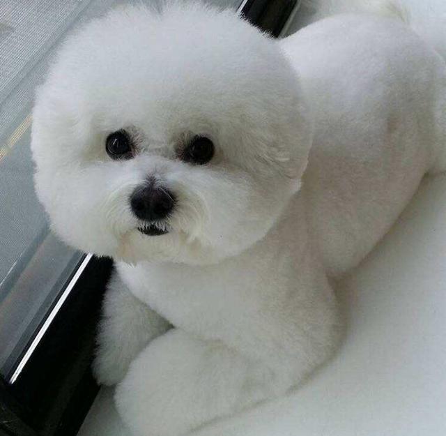 比熊爱不爱你, 看它有没有这5个表现就一清二楚了, 骗不了人