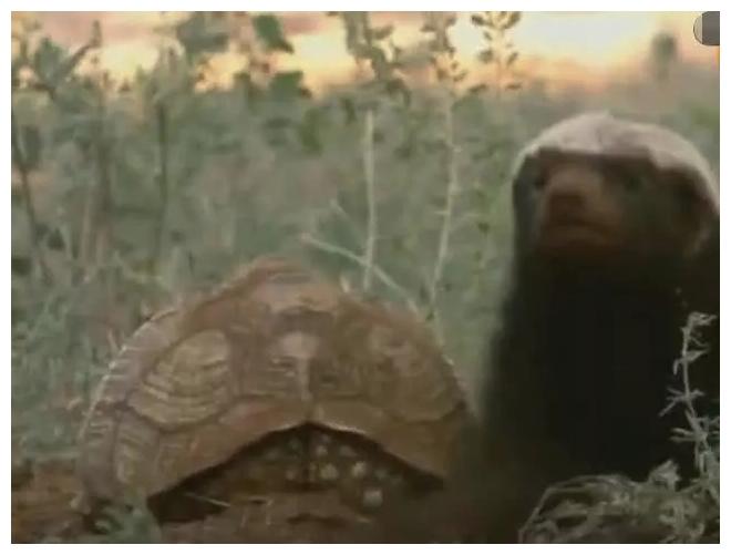 乌龟闯祸了, 不小心惹到“世界上最无所畏惧的动物”, 网友: 保重