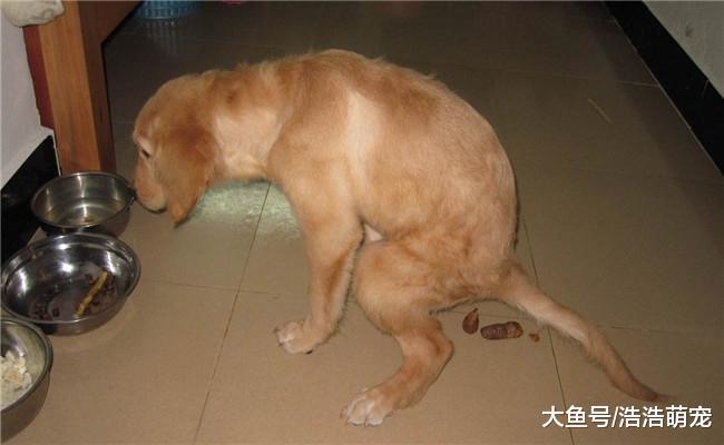 不管颜值多高, 只要狗狗有这5个习惯, 就没人喜欢它