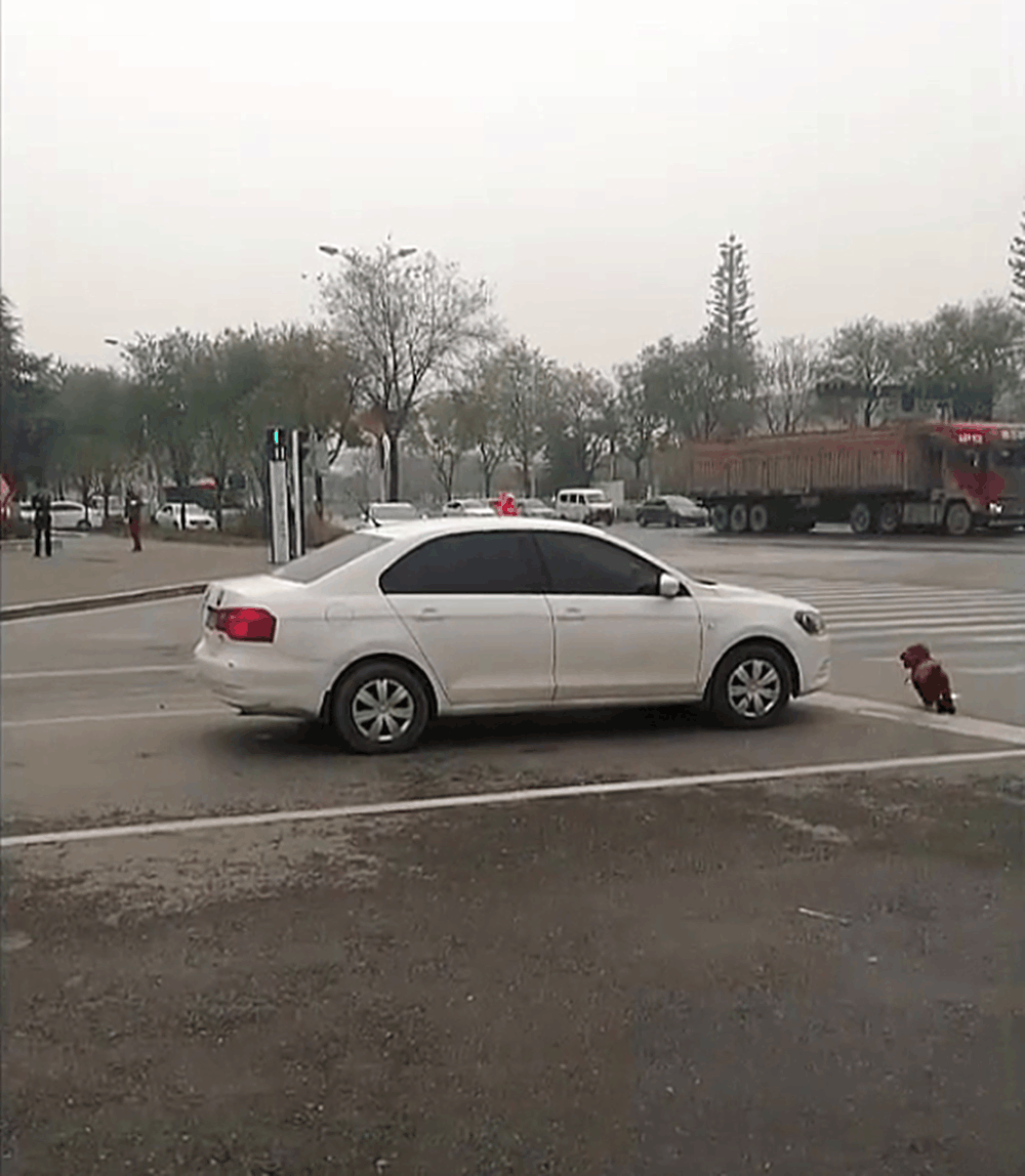 泰迪在马路上走丢, 拦着汽车不让走, 狗: 我的主人在哪儿……