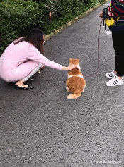 猫坐在地上不愿走了, 于是网友拉着它的爪子拖着走, 背影好委屈!