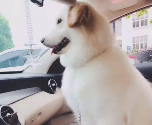 只有纯种犬才好看? 萨摩耶和金毛的混血儿子, 颜值逆天让人羡慕