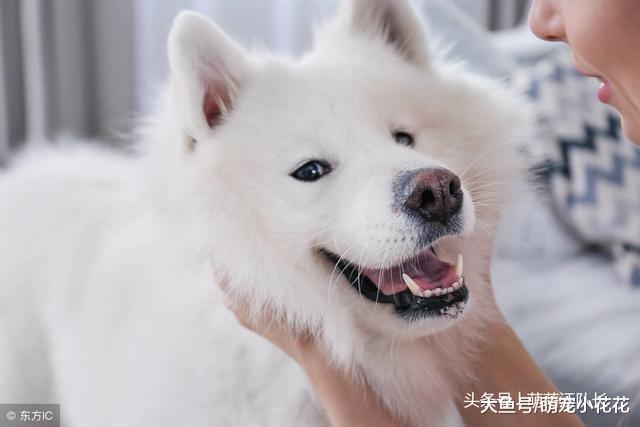 被警察拉黑? 这6种狗狗注定进黑名单!