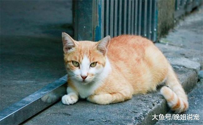 猫咪为什么老是不让主人抱? 原因有5个, 跟主人也有关系