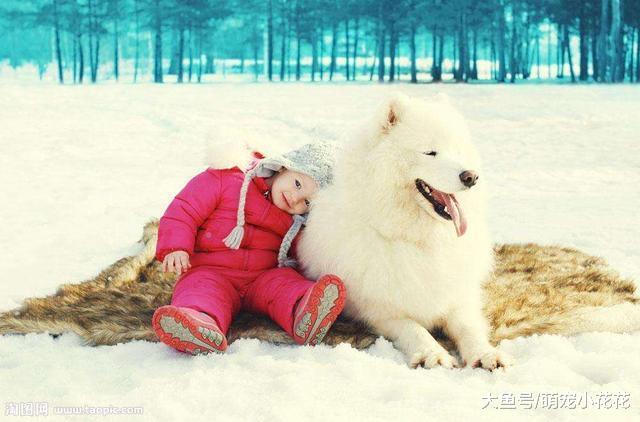 最适合有小孩家庭饲养的“5种狗狗”, 第一不是金毛!