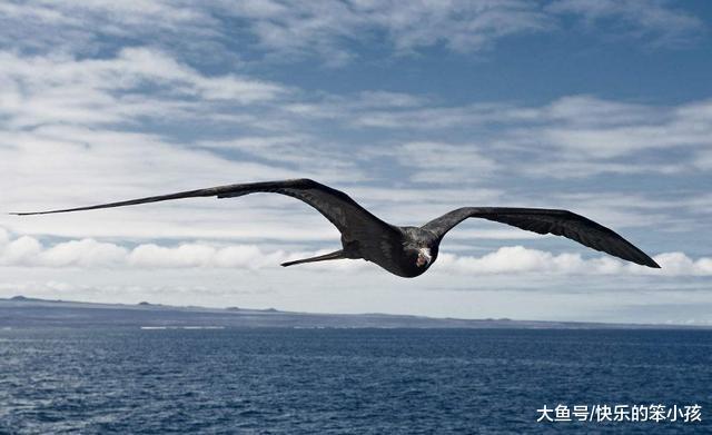 军舰鸟据说是能够飞的最远的鸟, 那究竟有多远呢?