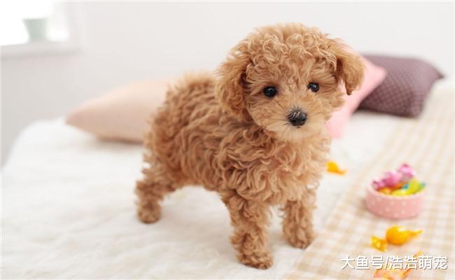 做好下面5点, 可以让贵宾犬的毛保持完美, 不会掉毛褪色