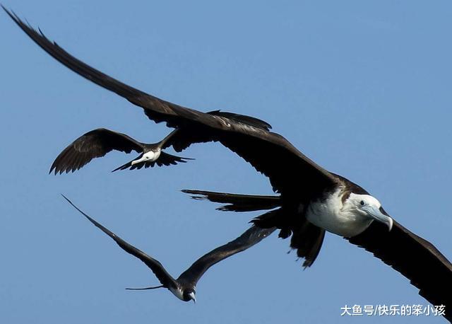 军舰鸟据说是能够飞的最远的鸟, 那究竟有多远呢?