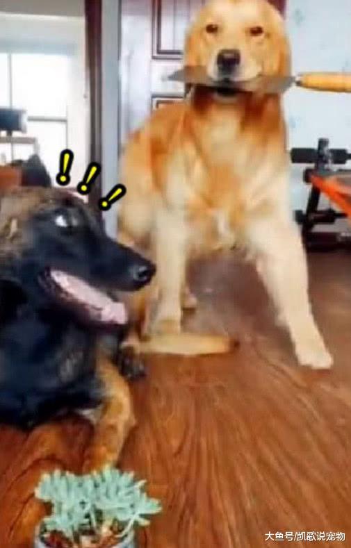 为了配合主人拍视频, 金毛和马犬用尽心思, 金毛最后一招绝了!