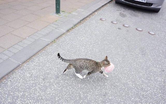 猫咪这个小毛贼, 不知道从哪偷的毛线, 图三: 对, 我干的, 咋滴?