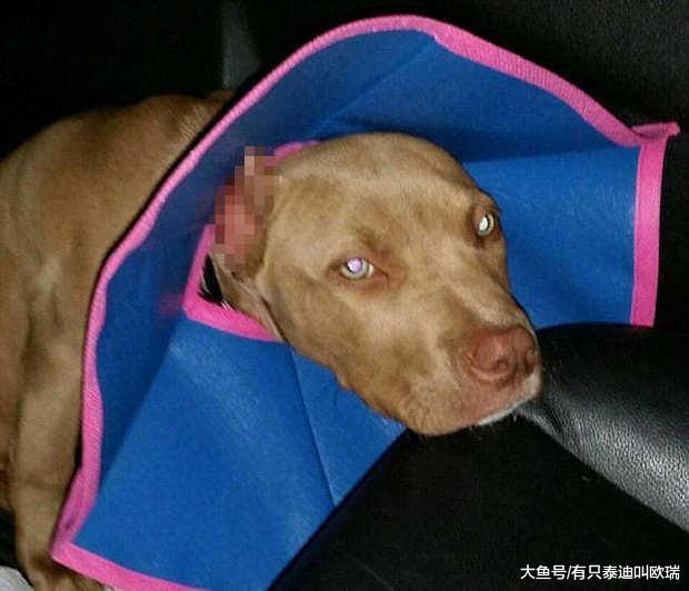 可怜比特犬遭主人「剪耳」即使受伤害也不埋怨的模样令人心疼