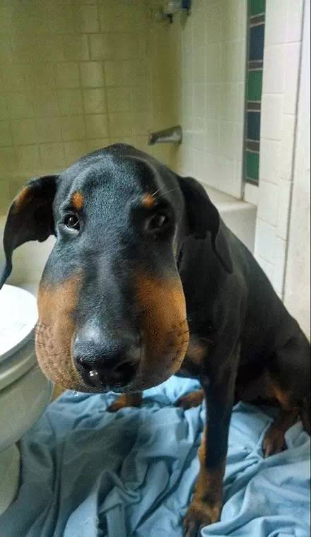 被蜜蜂叮到妈都不认得它的汪星人们