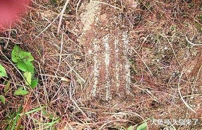 为何科考人员去森林寻找老虎时, 先要寻找老虎的“挂爪”?