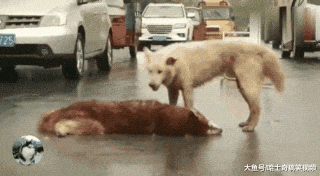 狗狗被撞身亡, 伙伴却试图叫醒它, 网友: 再也叫不醒了