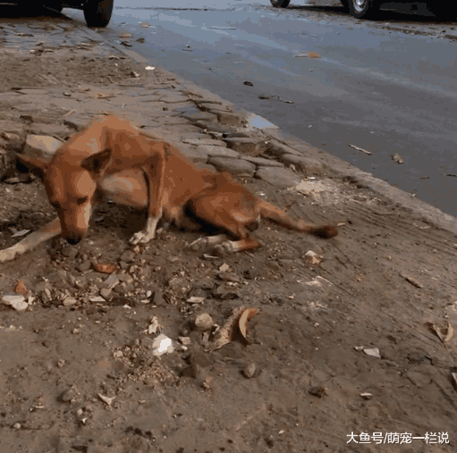 饿得只剩骨头的狗狗, 身上没有一点肉了, 放过我吧! 我没肉了