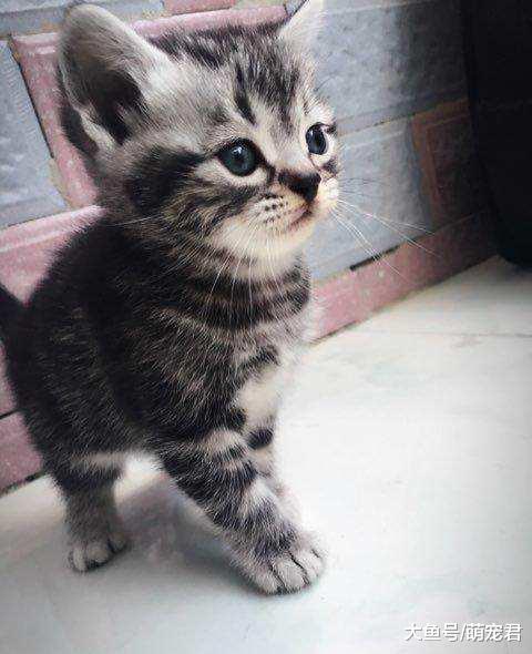 小奶猫会不会认为自己是铲屎官亲生的?