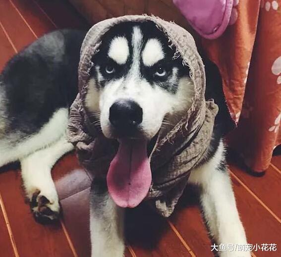 如果你想养狗, 那么劝你最好别碰“哈士奇”!