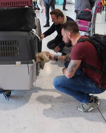 叙利亚小狗在战乱中幸存, 飞越3000KM寻主, 时隔七月重逢让人流泪