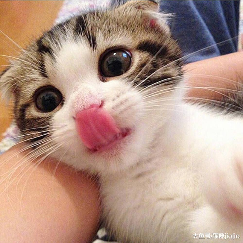 以为养猫很幸福, 谁想是噩梦的开始! 这3种原因一直导致猫咪咬人