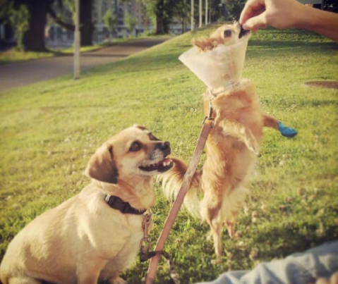 狗狗: 主人我走了, 你们晚安, 我不能再陪伴你了