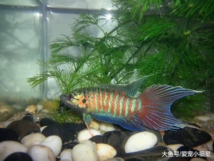 早期在我国南方泛滥的一种鱼, 农村随处可见, 如今在国外深受追捧