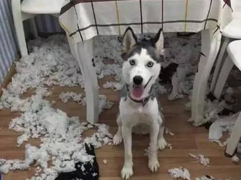 二哈一点都不“二”, 拆家后怕被教训, 还想出这一招, 笑哭主人