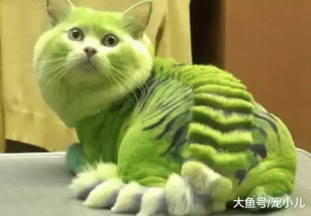 男友出差没时间, 把猫咪给女友养, 回家看到后网友笑喷: 被绿了