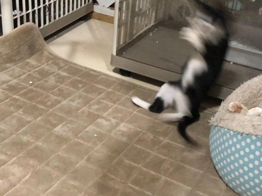 在这个卖萌为王的时代, 这些猫咪的丑照却独领风骚