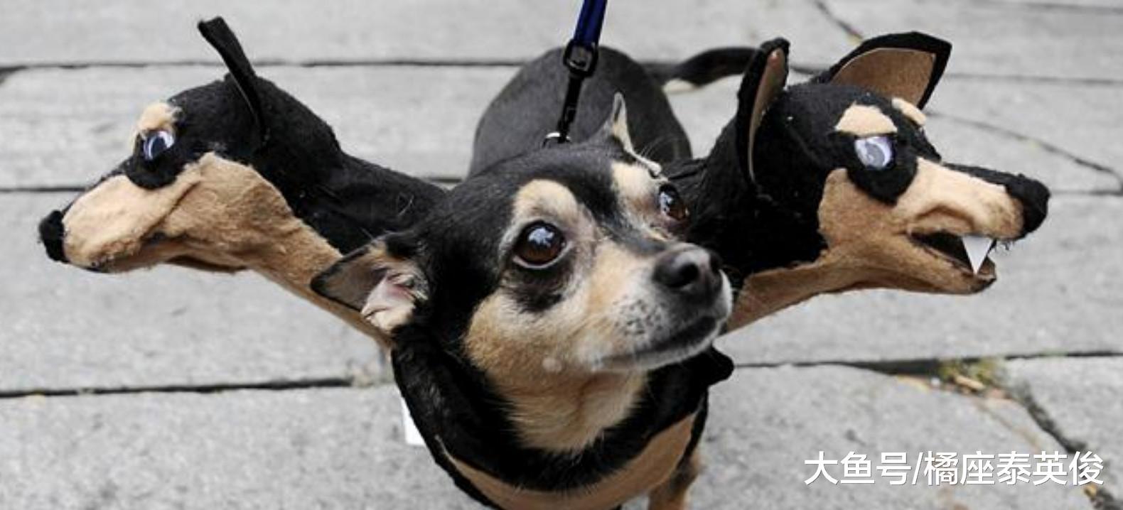 万圣节就在今夜, 主子们准备好折腾你家宠物了吗? 扮鬼指南请查收