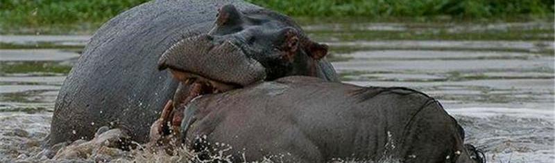 鳄鱼在河马领地捕食, 拽着角马下水准备吃, 不料河马跑来捣乱