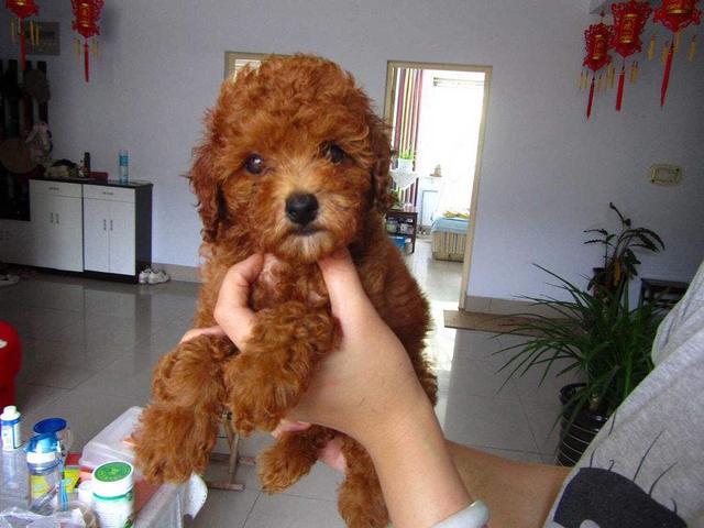 训练泰迪犬的4个最佳方法, 饲主都掌握了吗?