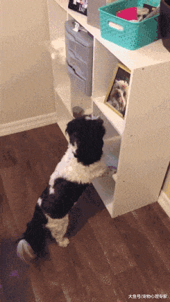 同伴去世后, 狗狗无意间的举动让人泪目: 老伙计, 我想你了