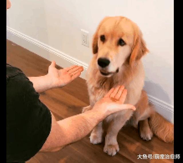让金毛猜哪只手有狗粮, 结果它猜错后委屈看着主人: 再给次机会!